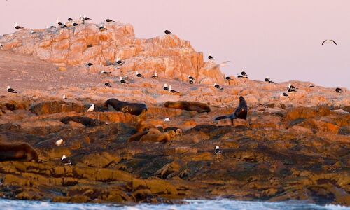 Argentina crea el Parque Nacional Islote Lobos 