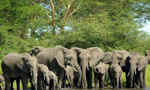 Autoridades de Malaui trasladan elefantes para repoblar parques en frica 