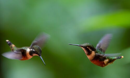 Quito paraso para los amantes del avistamiento de aves 