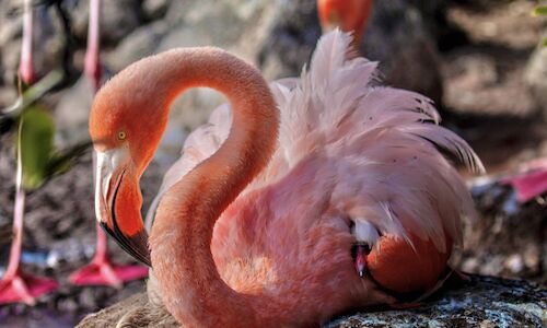 El Parque Nacional Galpagos acoge una anidacin de flamingos despus de 20 aos 