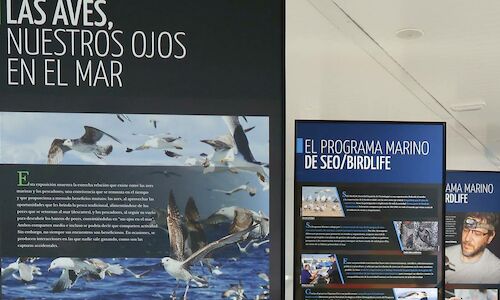 SEOBirdLife lanza la exposicin digital Las aves nuestros ojos en el mar 