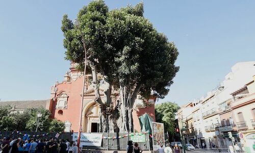 Se paraliza la tala del ficus centenario del barrio de Triana