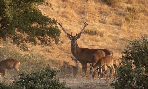 El Parque Natural de Sierra de Andjar ejemplo de turismo sostenible 