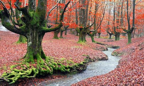 Leyendas o realidad los bosques encantados de Espaa 