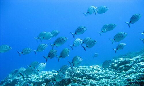 Nueva flora y fauna en los espacios submarinos de La Palma  