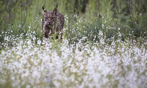 Aura el lince ibrico que tras 20 aos deja una descendencia de 900 linces  