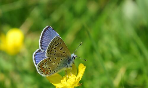 Nueva red de seguimiento de mariposas en los parques naturales de Galicia  