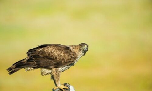 El proyecto Tech4Nature estudiar el impacto del turismo en el guila perdicera