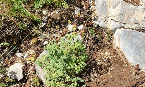 Un lugar en el Pirineo cataln localiza una planta nica en todo el este de Europa