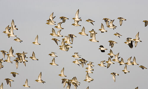 Los espacios naturales protegidos de las Islas Baleares hogar de 16000 aves acuticas  