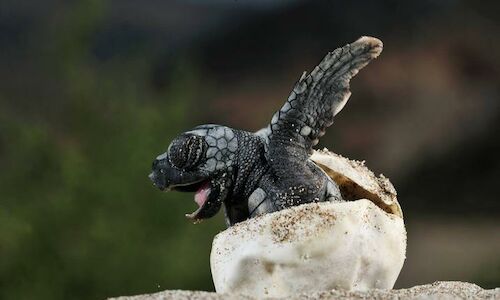 La frontera BoliviaBrasil acoge la mayor anidacin de tortugas gigantes de ro 