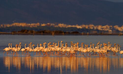 Por qu los humedales son clave para la biodiversidad de Espaa 