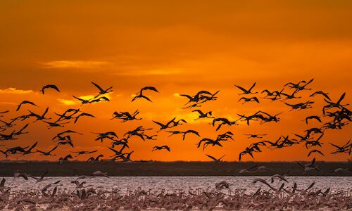 Censadas 289700 aves de 97 especies en las marismas de Doana  