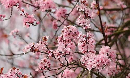 Dnde y cundo ver los almendros en flor en Espaa 