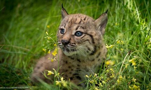 Las primeras cras de linces ibricos de 2023 han nacido en Extremadura