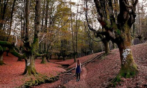 Parque Natural de Gorbeia 32 empresas comprometidas con el turismo tico y sostenible