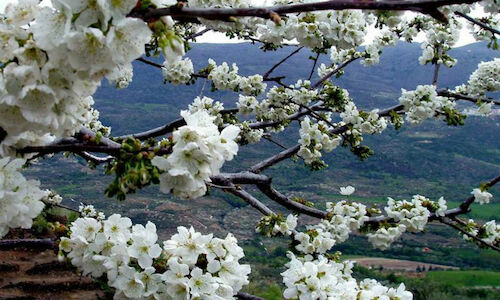 Quiero hacer contigo lo que la primavera hace con los cerezos  