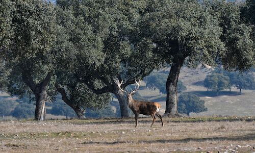 El Monte de El Pardo busca su calificacin como Reserva Natural Integral 