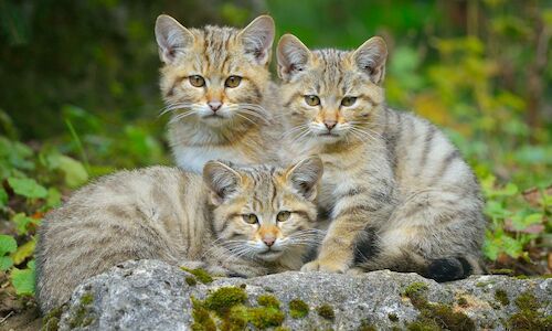 Las Lagunas de Ruidera acogen unas jornadas sobre el gato monts europeo  
