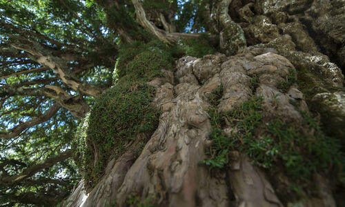 Conmemoracin a nuestra naturaleza milenaria 