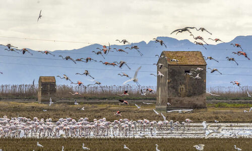 LAlbufera valenciana contabiliza ms de 120000 aves el mejor registro en 10 aos 