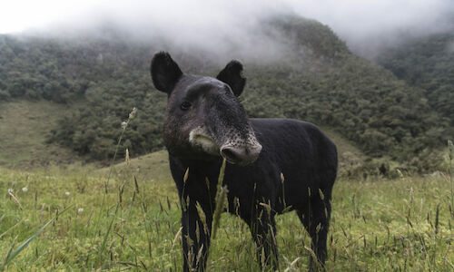 Sabes cul es la especie milenaria caracterstica de Latinoamrica 