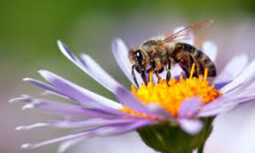 Por qu las abejas son fundamentales para las personas y el planeta 