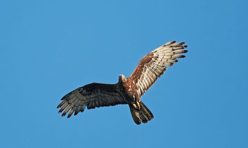 Anillan por primera vez en Doana un pollo de abejero europeo 