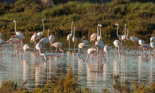 Ms de 4600 flamencos han visitado este verano las Salinas de Santa Pola 