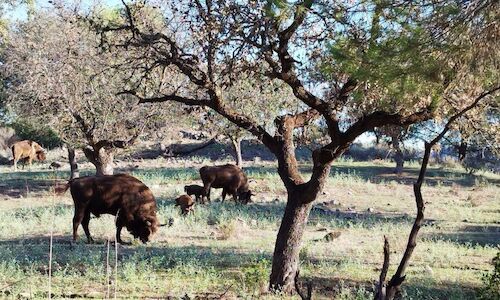 Nacen tres cras de bisonte en la Sierra de Andjar 