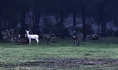 Avistan algo inslito en Doana un ejemplar albino de ciervo 