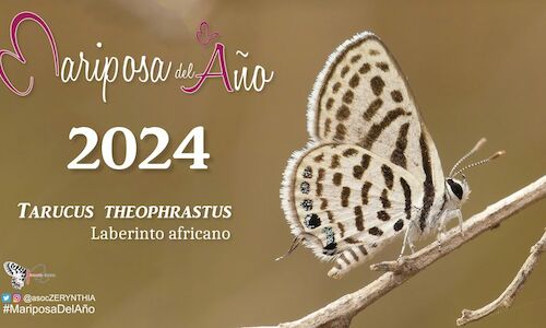 Laberinto africano elegida mariposa del ao 2024 