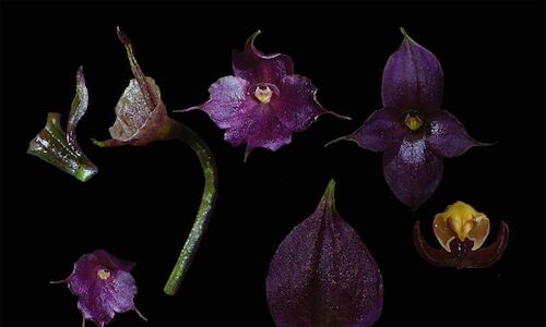 Per descubre a 3590 metros de altitud una hermosa orqudea violeta  