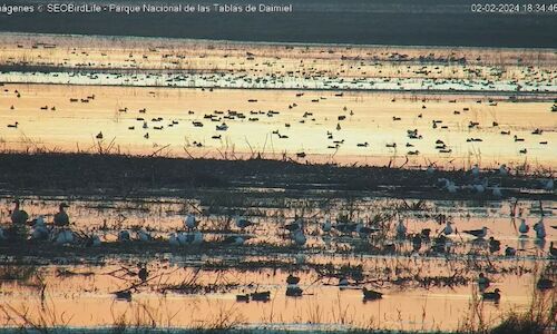 Observar las aves de Las Tablas de Daimiel en directo es posible  