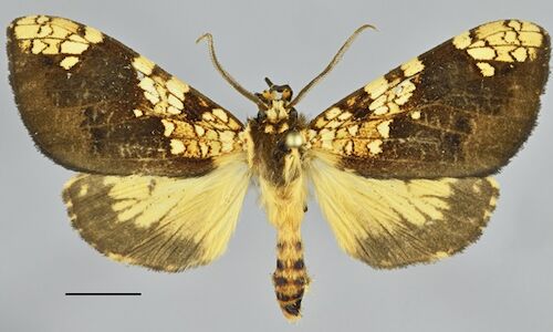 Descubren una nueva especie de mariposa en Machu Picchu 