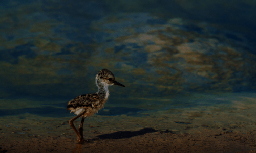 La Cuenca del Potiguar santuario ecolgico para aves playeras en Brasil 