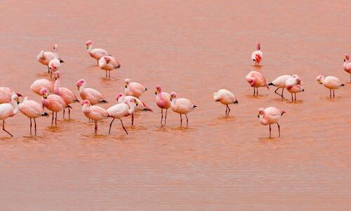 Los flamencos abandonan la colonia de cra en las Lagunas de Torrevieja 