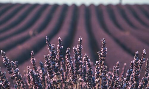 La floracin de la lavanda actividad de ecoturismo en Tiedra  