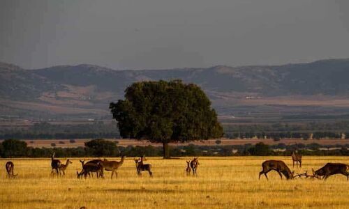 Experiencias ecotursticas en Parque Nacional de Cabaeros por su 27 aniversario 