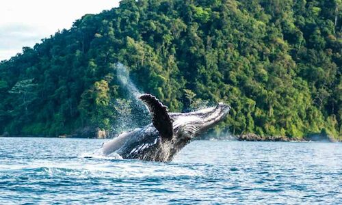 Las ballenas jorobadas llegan a las aguas ecuatorianas para formar familias 