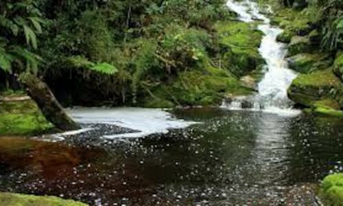 Reservas naturales de Colombia para visitar en Navidad 