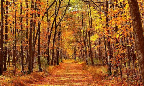 Los mejores parques naturales de Espaa para ver la cada de hojas del otoo 