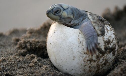    Recolectan 742 huevos de tortuga en la Amazona de Ecuador 