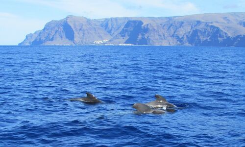Travesas ecotursticas para la observacin de cetceos en La Gomera 