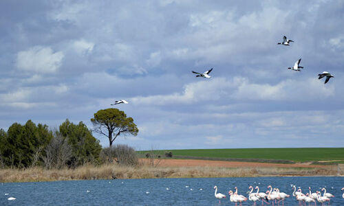 La Laguna de Navaseca en Daimiel hogar de aves acuticas 