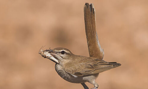 El alzacola rojizo ave del ao 2022 por SEOBirdLife 