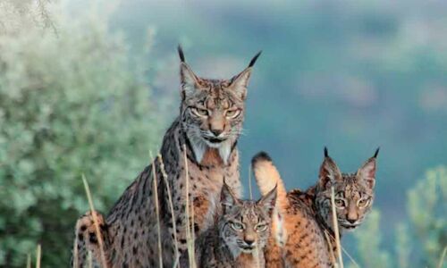 Sierra Morena el mirador ecoturstico del lince ibrico 