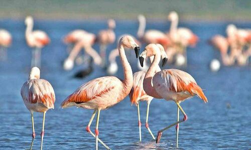 Nuevos parques nacionales para preservar la biodiversidad en Argentina 