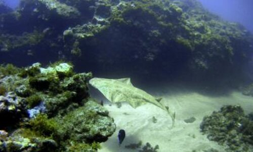 Squatina mapama nueva especie de tiburn ngel en Panam 