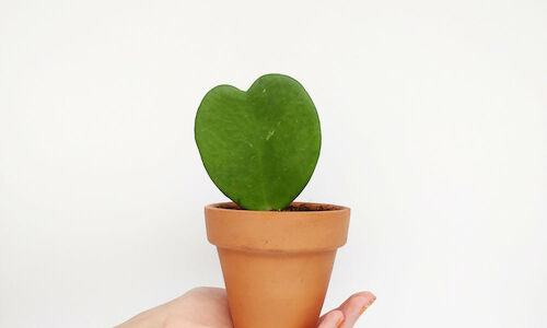 Lo que las plantas ya no se callan  
